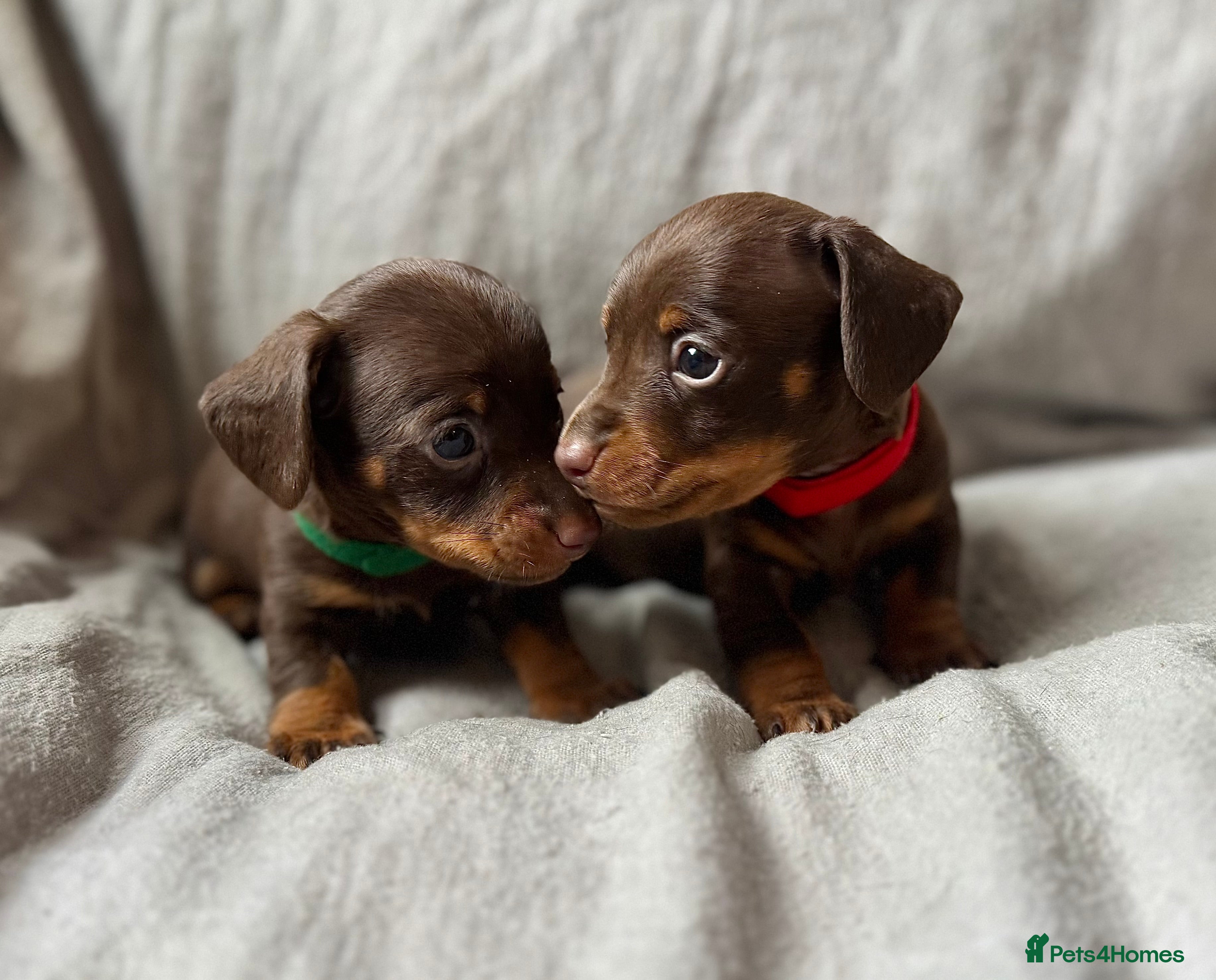 Miniature Dachshund dogs New Year’s Day Miniature Dachshunds!  - Advert 7