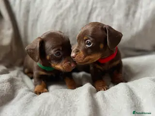 Miniature Dachshund dogs New Year’s Day Miniature Dachshunds! - Advert 7