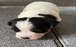 Jack Russell dogs for sale: 6 Jack Russell Puppies  - Advert 21