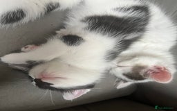 Domestic Shorthair cats for sale: Beautiful litter of kittens for sale - Image 9