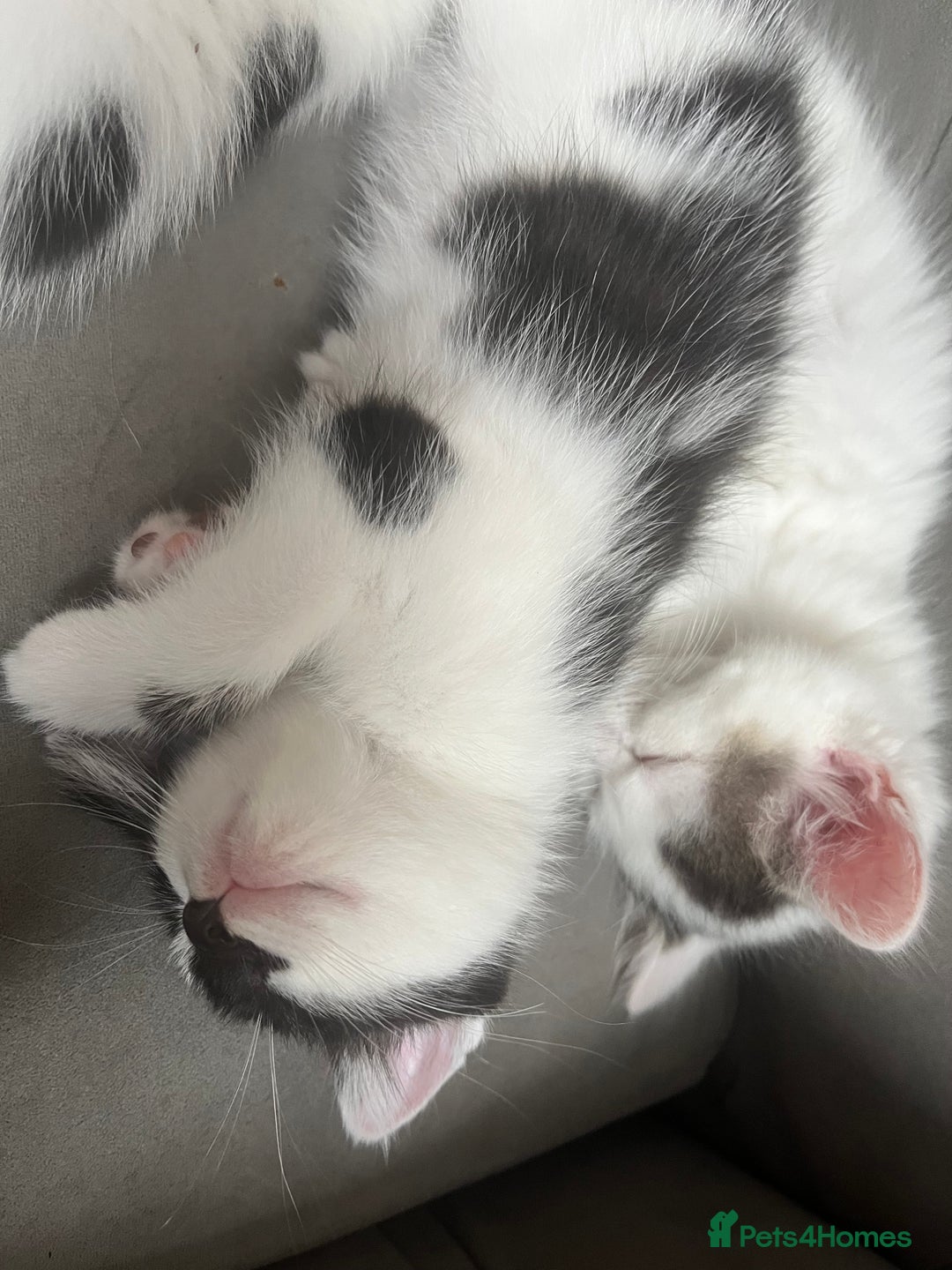 Domestic Shorthair cats for sale: Beautiful litter of kittens for sale - Image 9