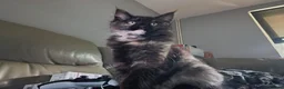 Ragcoon cats for sale: Ragcoon kitten - Advert 7