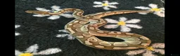 Python Snake reptiles for sale: Different royal pythons mostly proven or rtb  - Advert 7