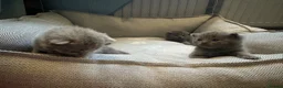 British Shorthair cats for sale: British shorthair kittens in Ilkeston - Advert 9