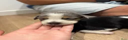 Mixed Breed dogs for sale: Collie/Cocker Mixed Puppies - Advert 2