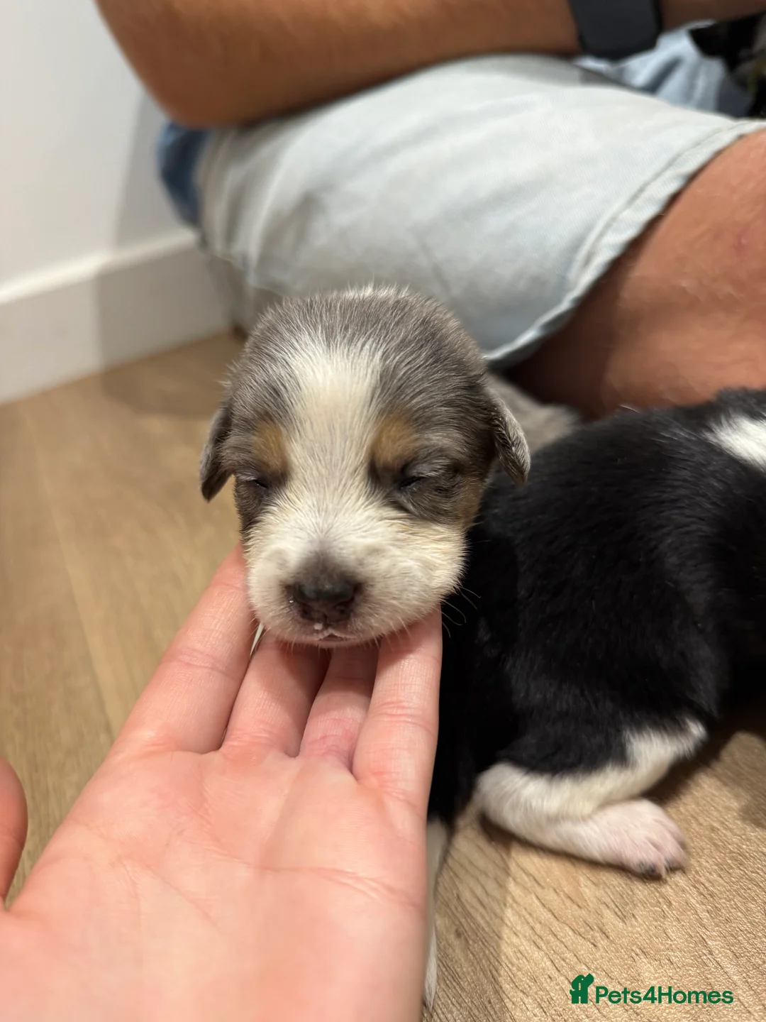 Mixed Breed dogs for sale: Collie/Cocker Mixed Puppies - Advert 2