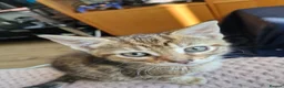 Mixed Breed cats for sale: Kittens looking for their forever home in London - Advert 11