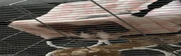 Rat rodents for sale: 4 female rats in Portsmouth - Advert 3