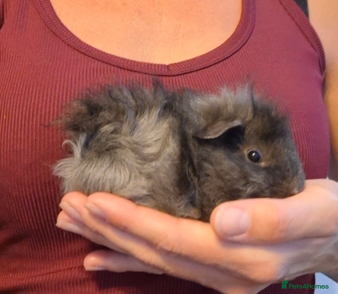 Guinea Pig rodents Pair of young bonded male Guinea pigs - Advert 19
