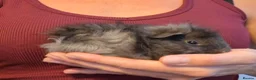 Guinea Pig rodents for sale: SOLD.   Pair of young bonded male Guinea pigs - Advert 5