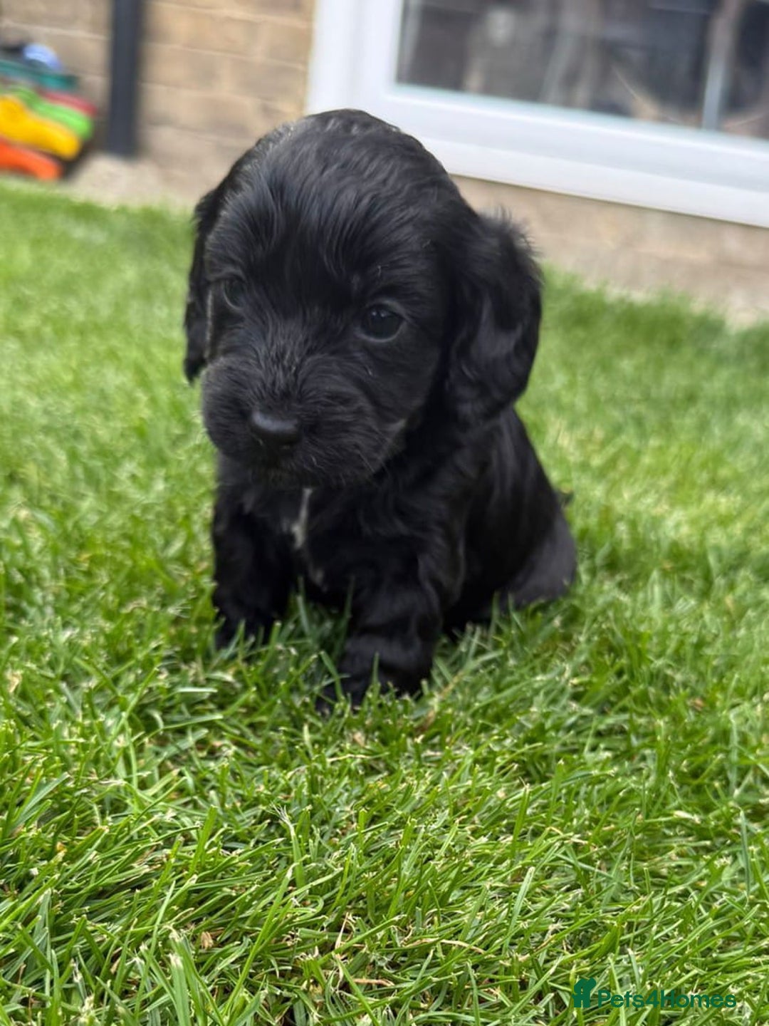 Cockapoo dogs for sale: F1 show cockapoos - Image 6