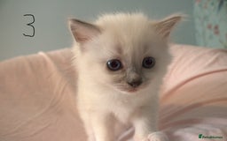Ragdoll cats for sale: Ragdoll Kittens - Image 8