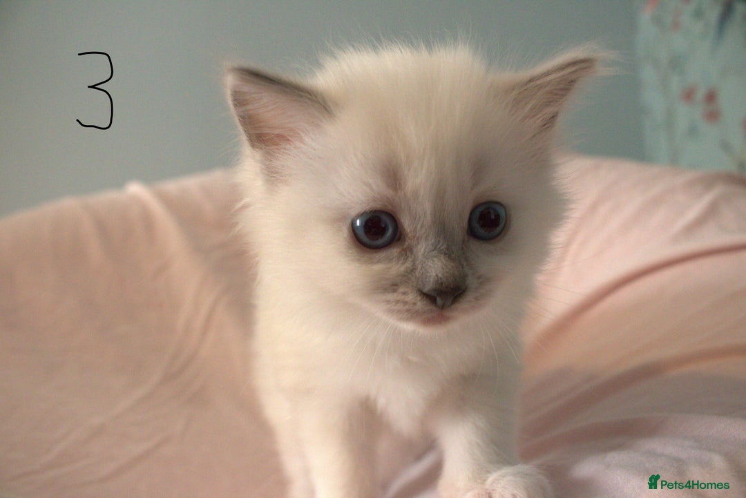 Ragdoll cats for sale: Ragdoll Kittens - Image 8