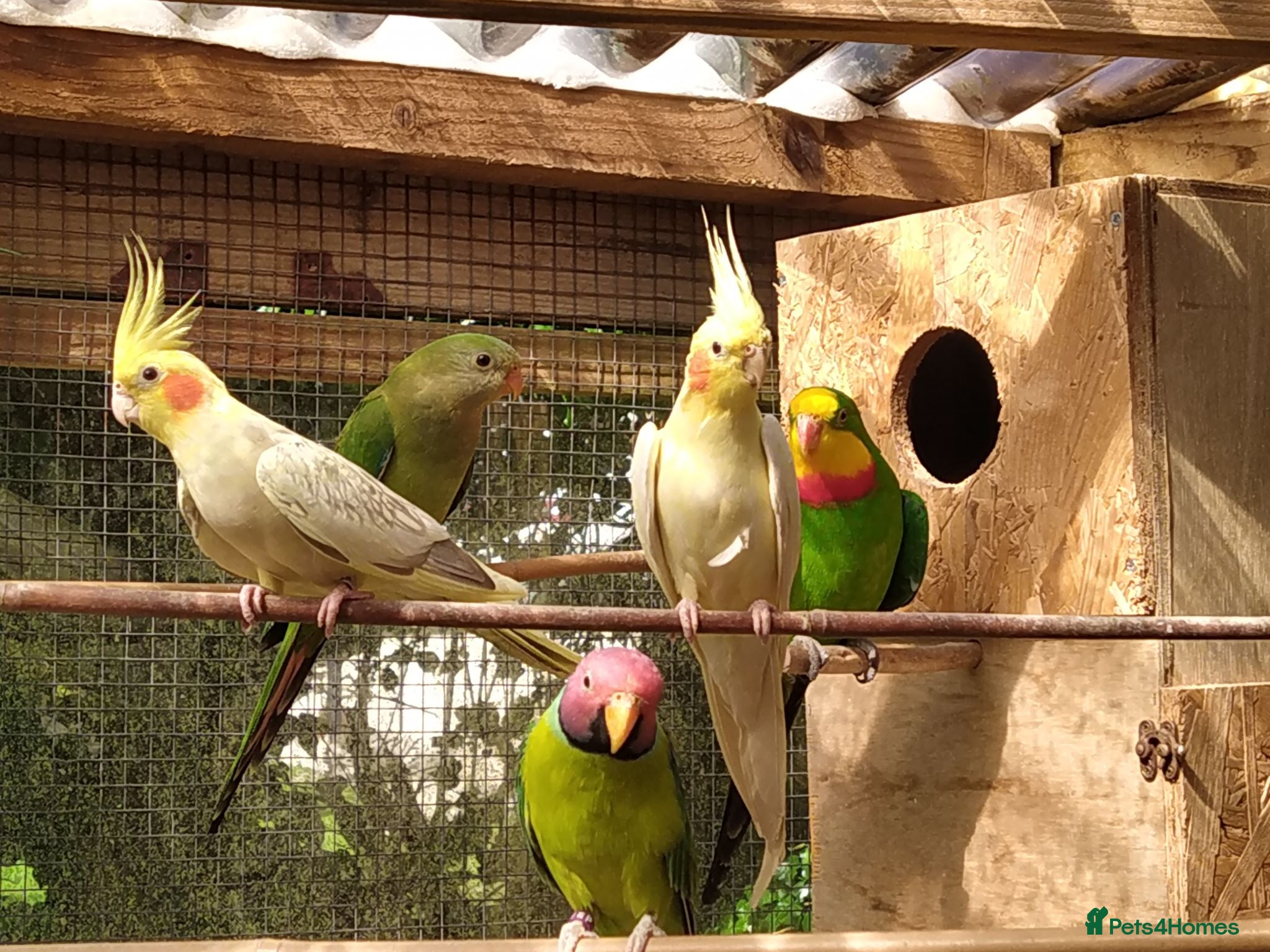 Cockatiels birds DNA breeding pairs barraband Bourke cockatiels - Advert 1