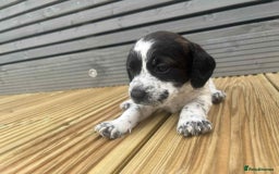 Mixed Breed dogs for sale: Stunning jackapoo x cocapoo puppies - Image 14