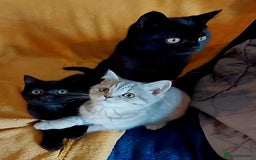 British Shorthair cats for sale: Beautiful British shorthairs - Image 9