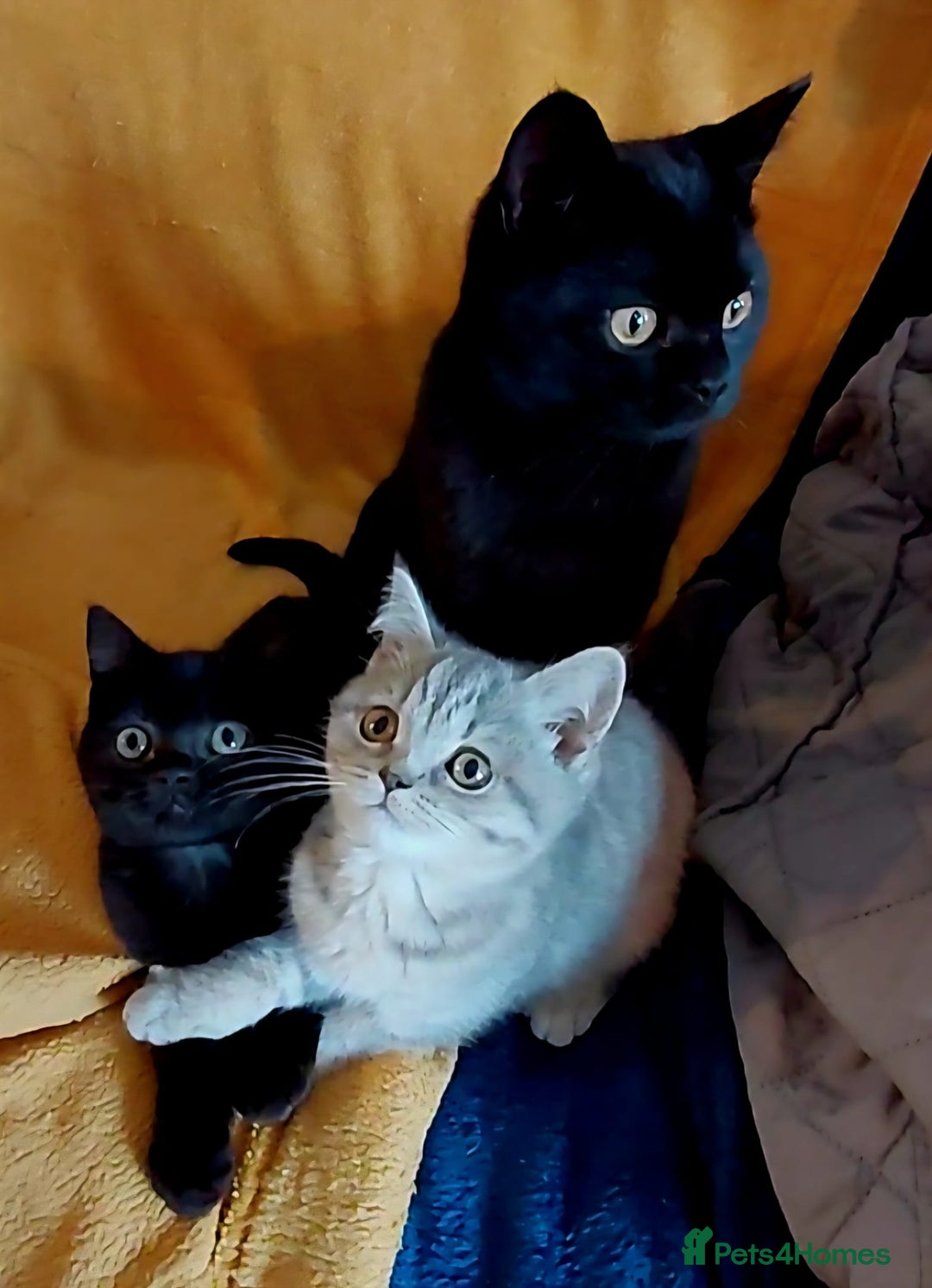 British Shorthair cats for sale: Beautiful British shorthairs - Image 9