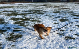 Border Collie dogs for sale: Cooper & Peach  - Image 4