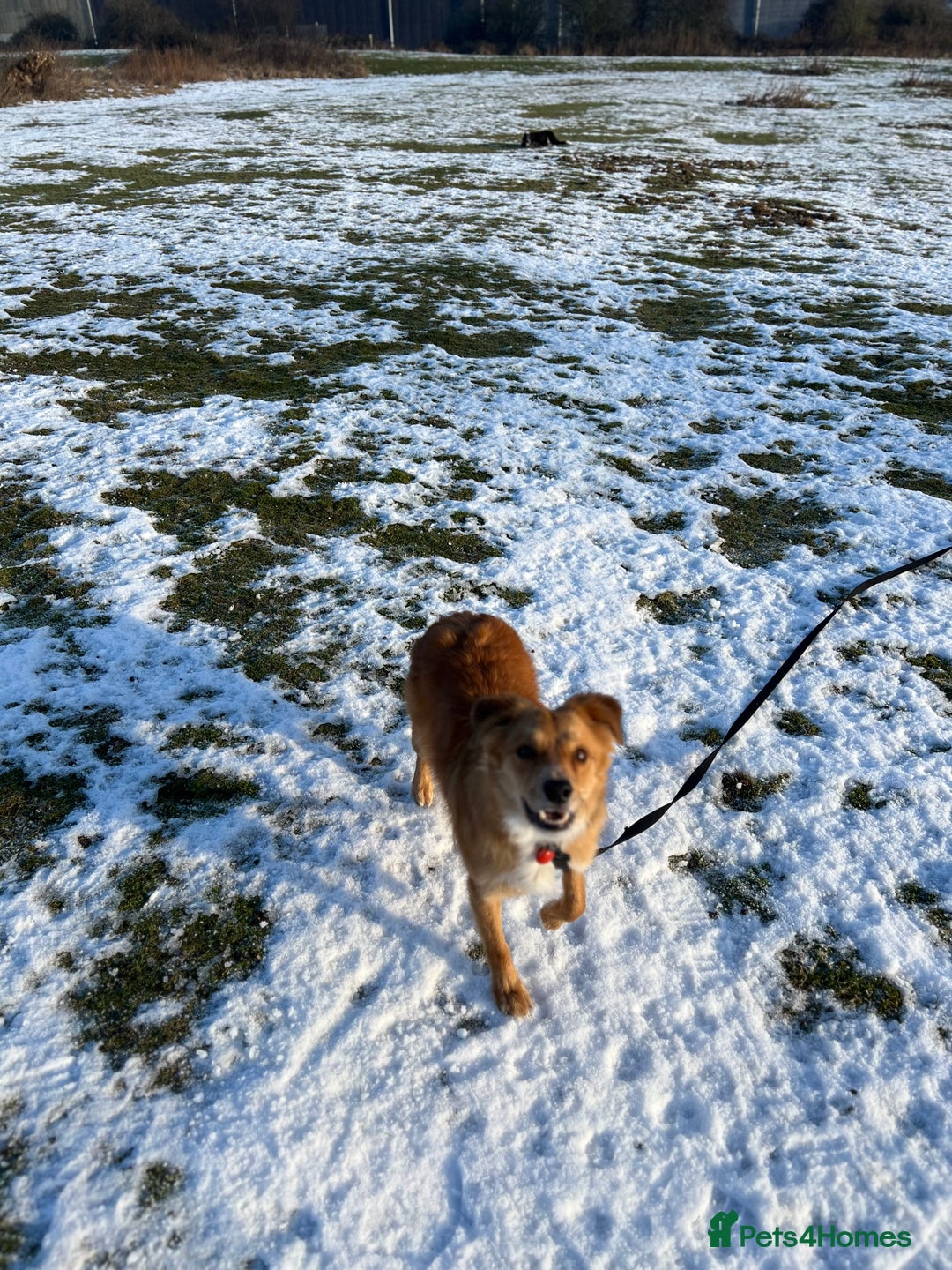 Border Collie dogs for sale: Cooper & Peach  - Image 4