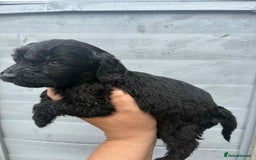 Cockapoo dogs for sale: Beautiful cockerpoo pups for sale - Image 21