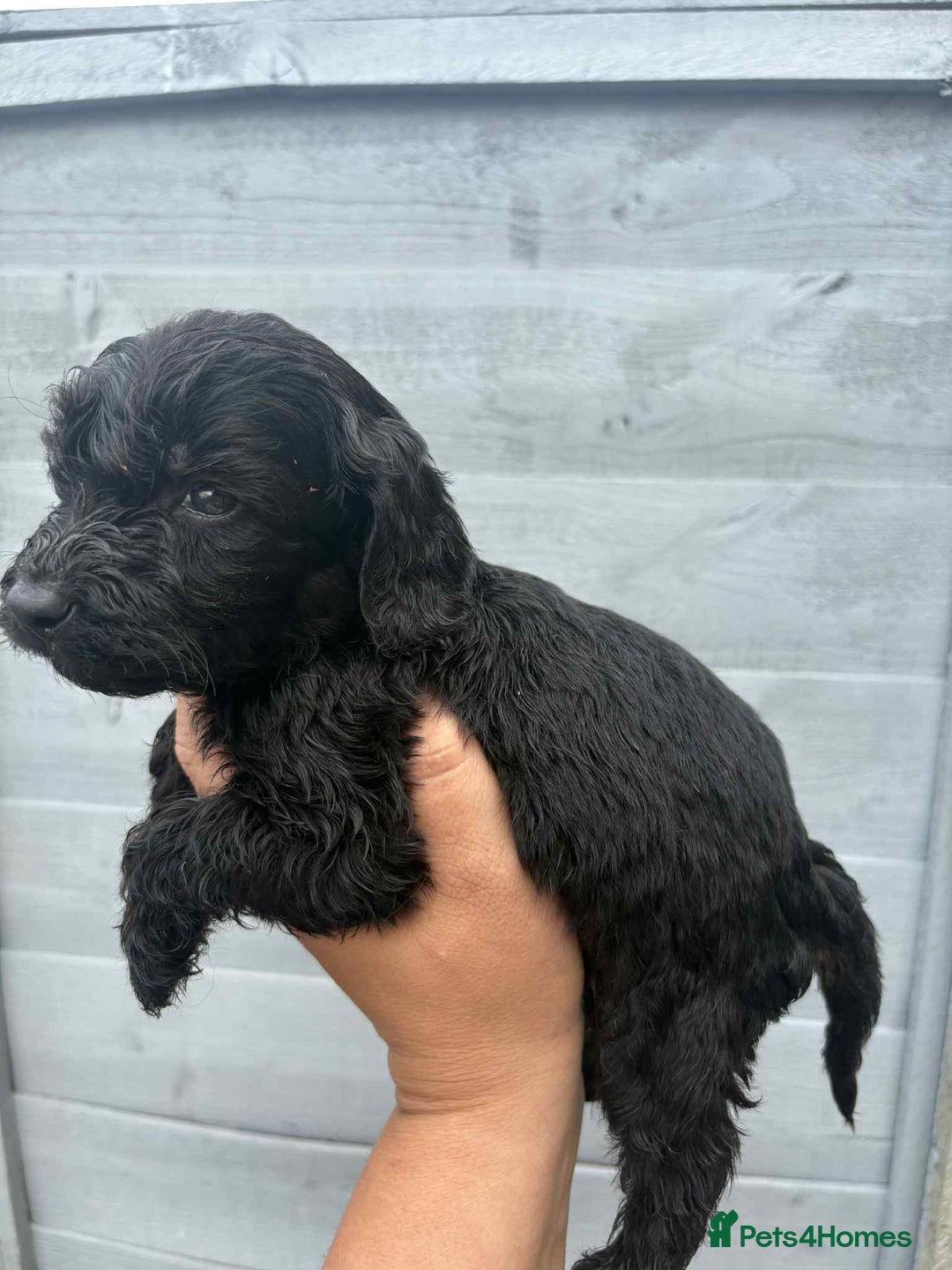 Cockapoo dogs for sale: Beautiful cockerpoo pups for sale - Image 21
