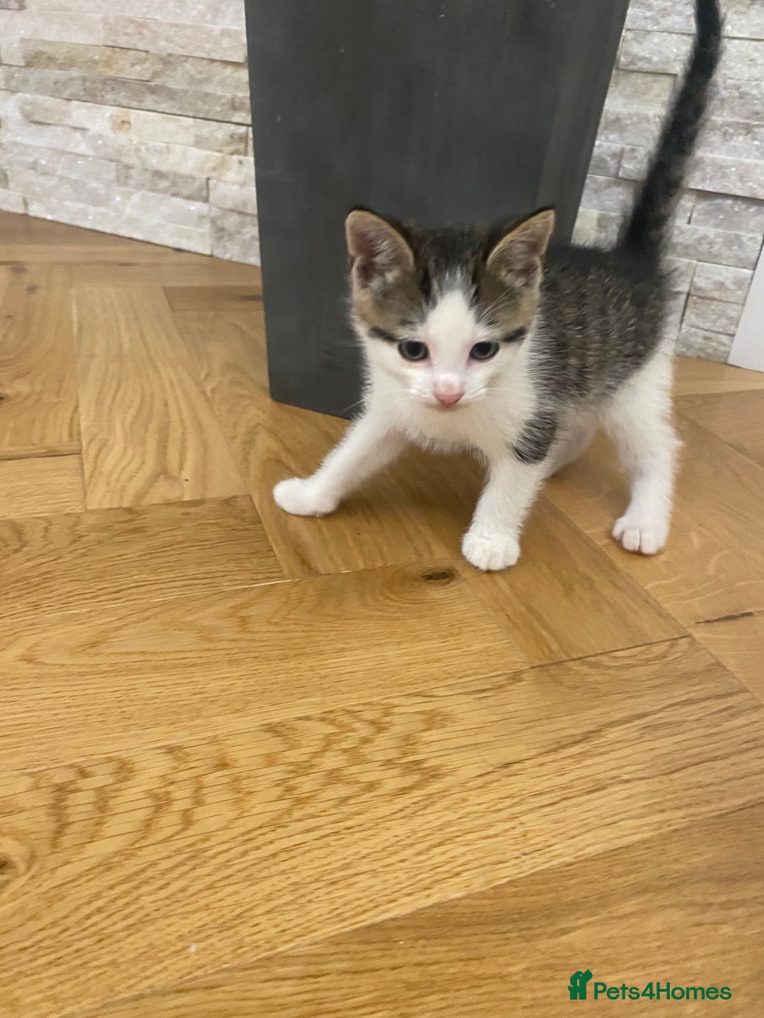 Mixed Breed cats for sale: 2 beautiful male kittens - Image 8