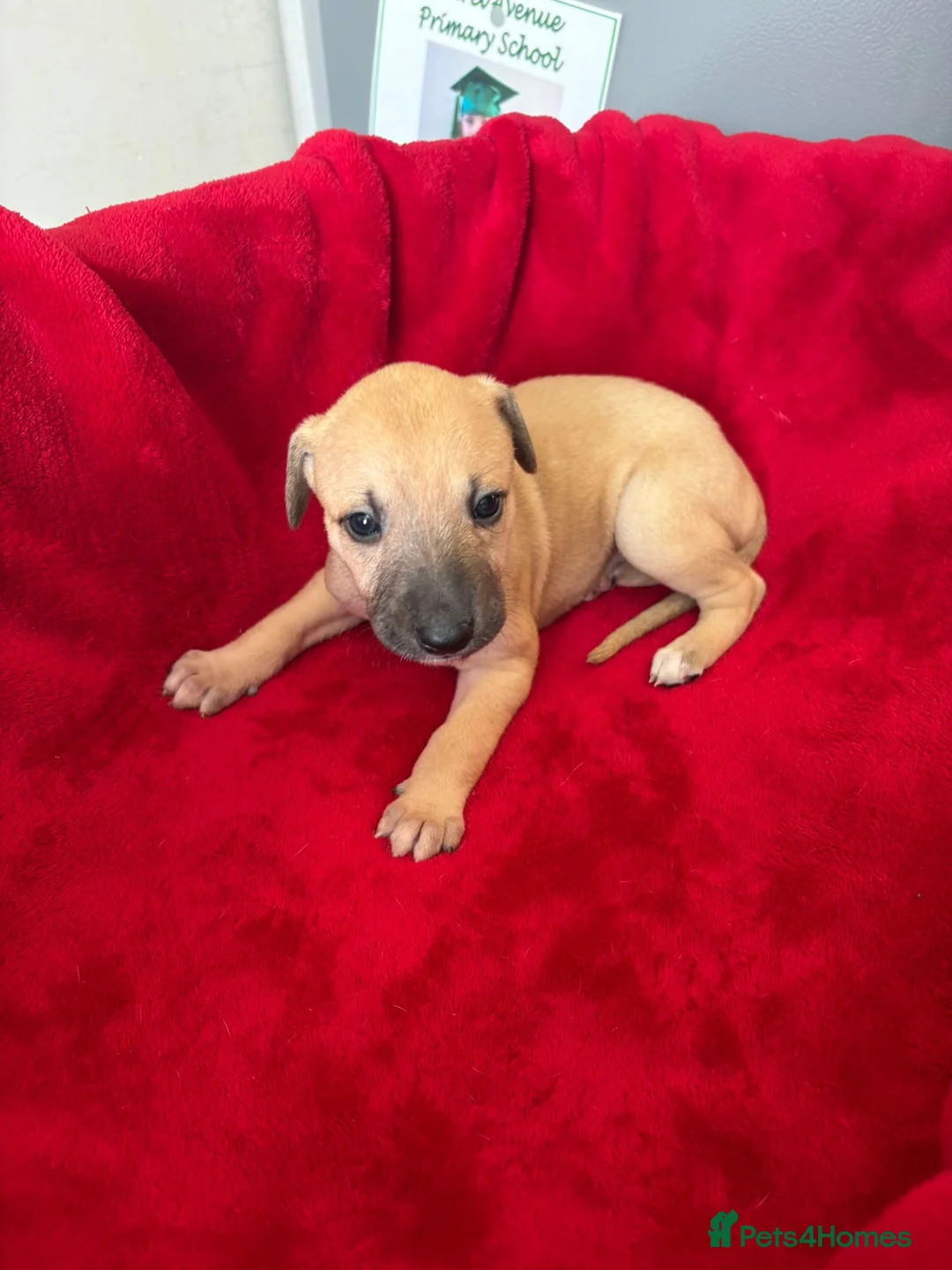 Mixed Breed dogs for sale: Saluki whippet greyhound - Advert 1