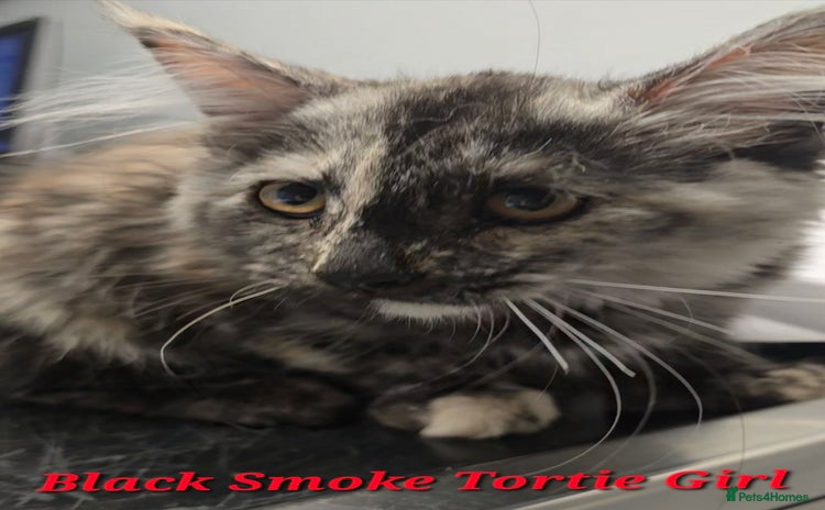 Maine Coon cats in Rotherham - Advert 1