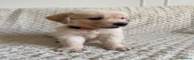 Golden Retriever 3