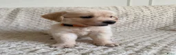 Golden Retriever dogs for sale: Golden Retriever Puppies  in Templecombe - Advert 9