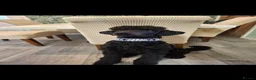 Standard Poodle dogs for sale: Standard poodle  - Advert 2
