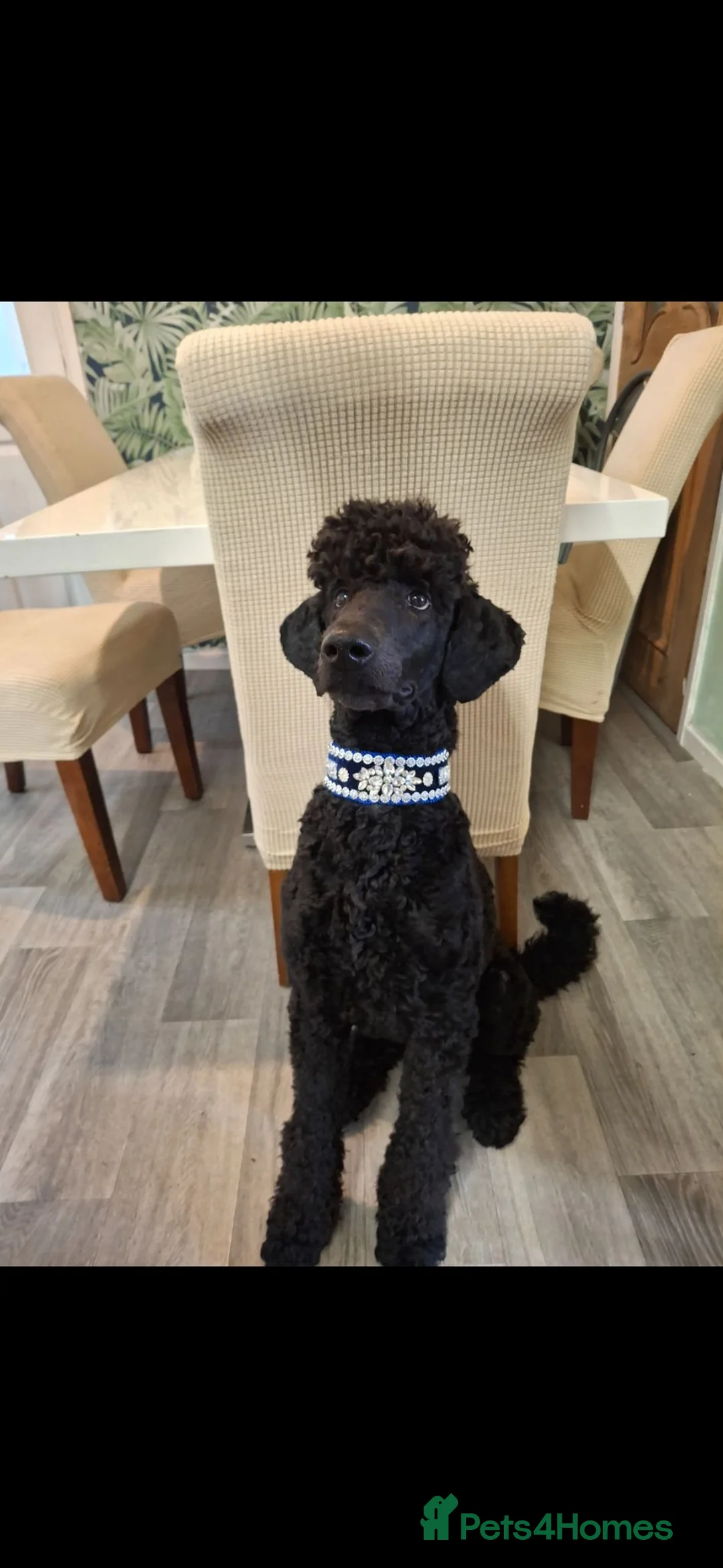 Standard Poodle dogs for sale: Standard poodle  - Advert 2