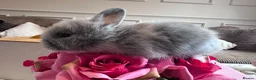 Lionhead rabbits for sale: Beautiful double mane Lionhead bunnies 🐰😍 - Advert 6