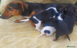 Jack Russell dogs for sale: Jack russell puppies - Image 15