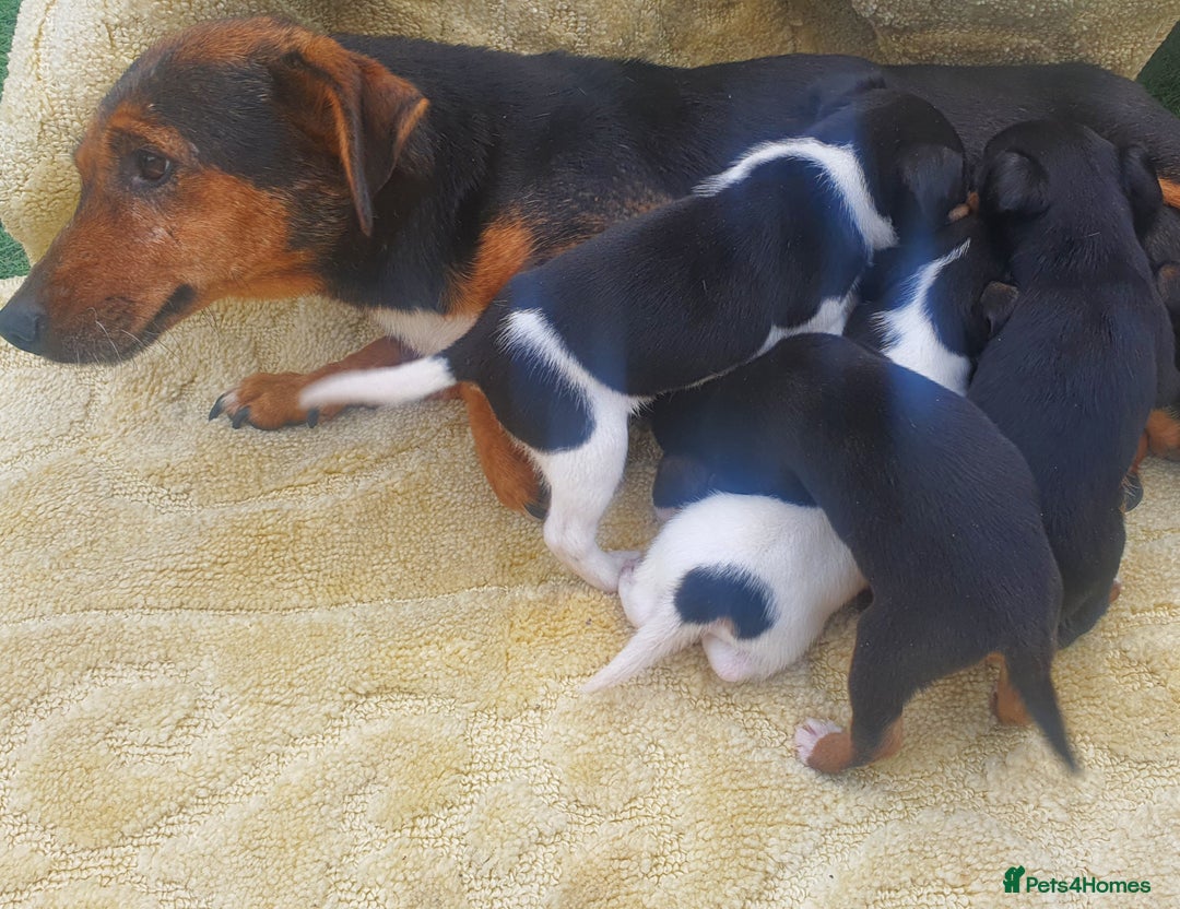 Jack Russell dogs for sale: Jack russell puppies - Image 15