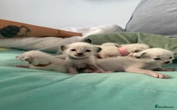 Ragdoll cats for sale: Ragdoll x Oriental kittens  - Image 7