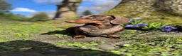 Dachshund dogs for sale: Chocolate and Tan Dachshund  - Advert 2