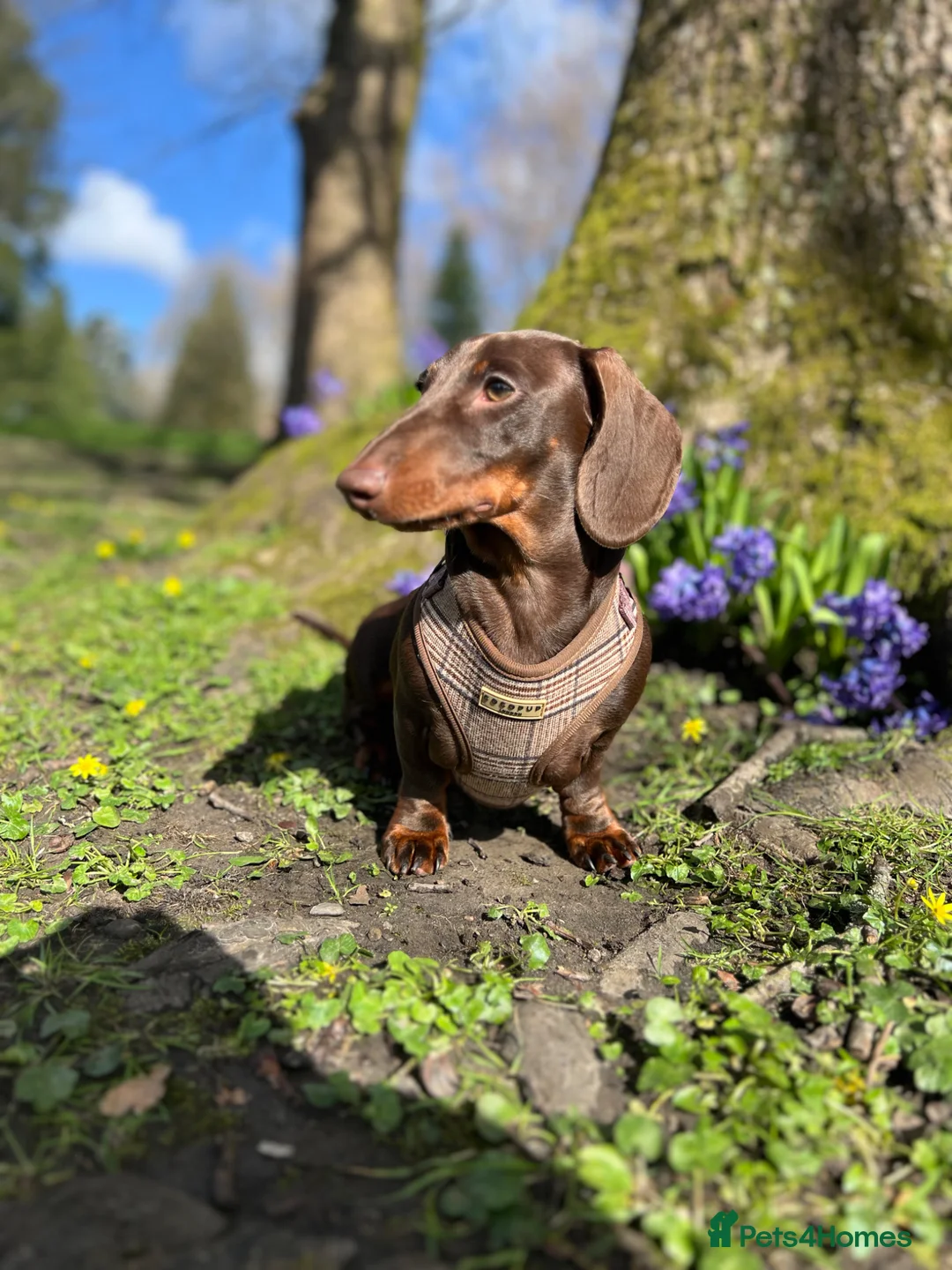 Dachshund dogs for sale: Chocolate and Tan Dachshund  - Advert 2