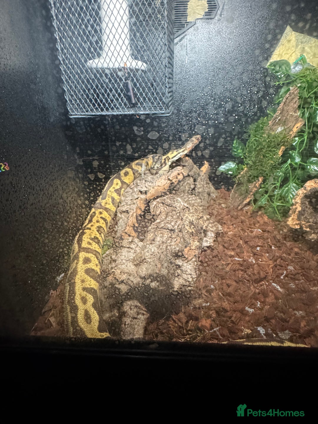 Python Snake reptiles for sale: Beautiful male inferno morph ball python  - Advert 3