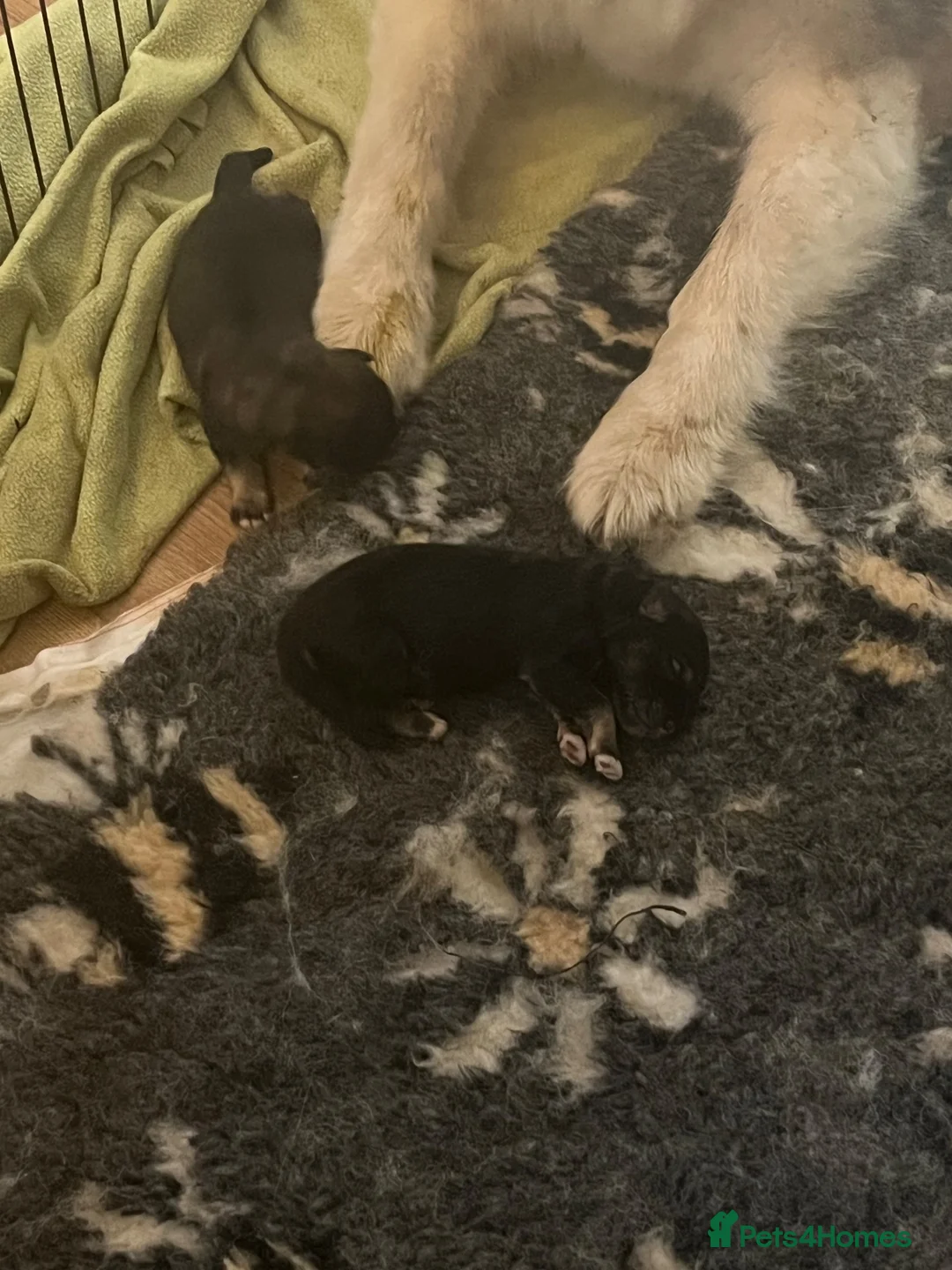 Mixed Breed dogs for sale: Alaska shepherd x  - Advert 40