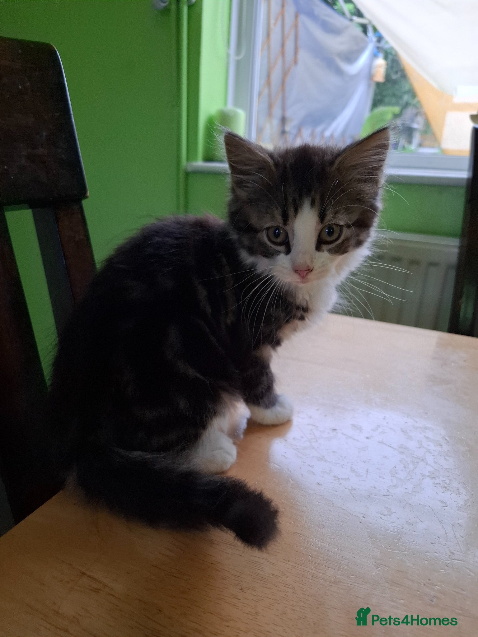 Mixed Breed cats for sale: Six 9 week old Kittens   - Advert 30