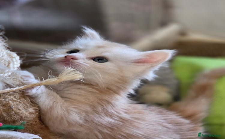 Maine Coon cats - Advert 6