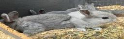 Netherland Dwarf rabbits for sale: Netherland dwarf x Rex  - Advert 8