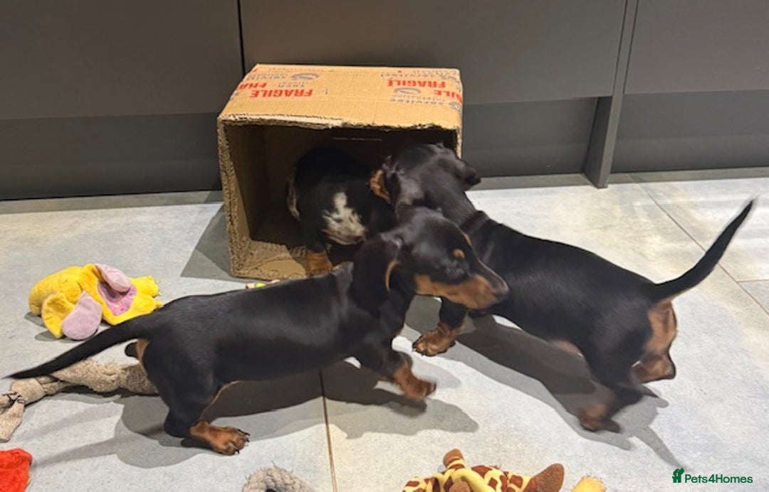 Miniature Dachshund dogs for sale: Ruby and Marley pups - Advert 2