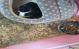 Guinea Pig rodents for sale: Various guinea pigs in need of homes. - Image 3