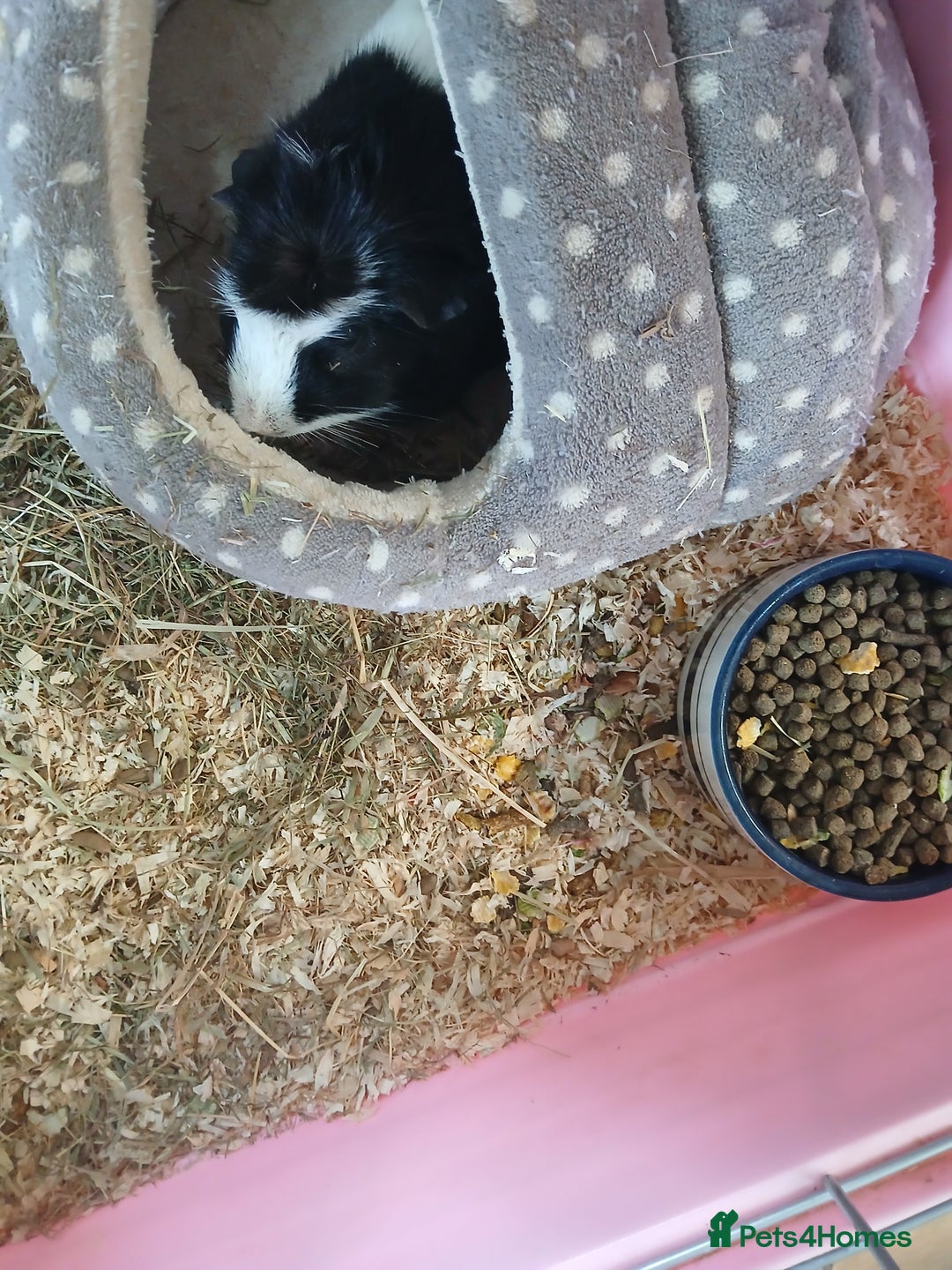 Guinea Pig rodents for sale: Various guinea pigs in need of homes. - Image 3
