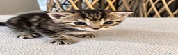 Domestic Shorthair cats for sale: Beautiful Home-Raised Black, Tabby &Torbie Kittens in Barnsley - Advert 13