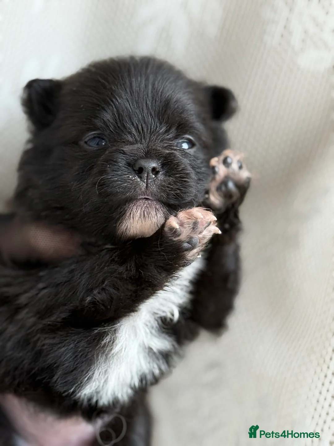 Pomeranian dogs for sale: Black and cream puppies - Advert 12