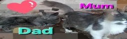 Norwegian Forest Cat cats for sale: Norwegian Forest Cat x Russian Blue Kittens - Advert 8