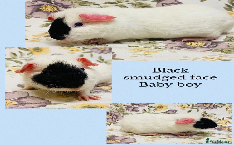 Guinea Pig rodents Beautiful mix of baby male Guineapigs  - Advert 11